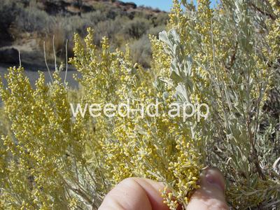 sagebrush, big