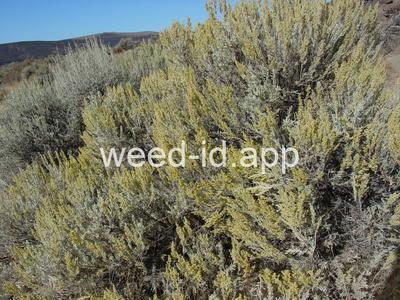 sagebrush, big