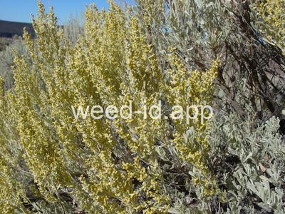 sagebrush, big