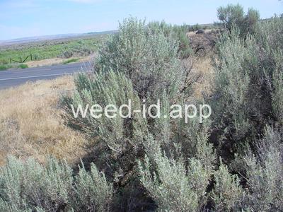 sagebrush, big