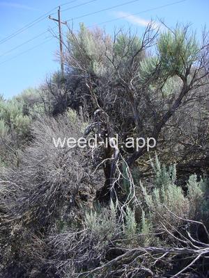 sagebrush, big