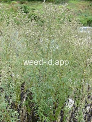 mugwort