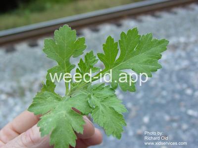 mugwort