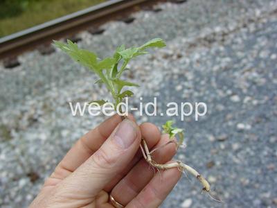 mugwort