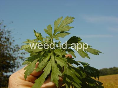 mugwort