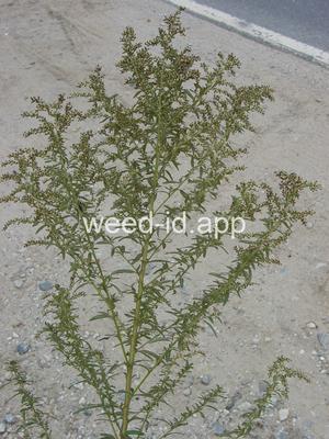 mugwort
