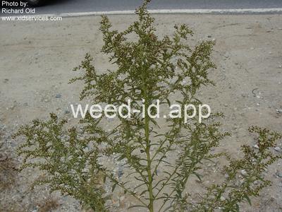mugwort