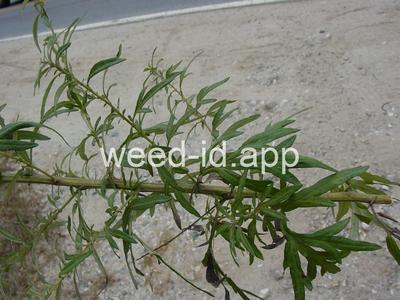 mugwort