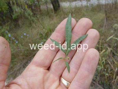 mugwort