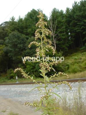 mugwort