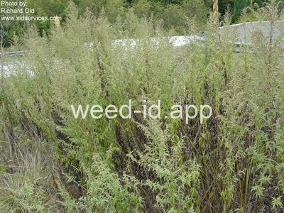 mugwort