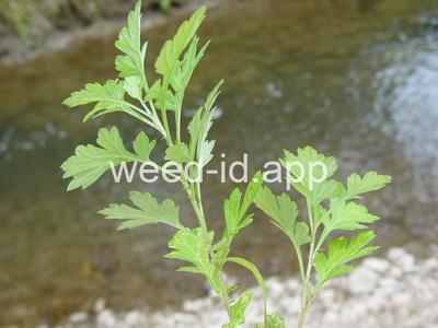 mugwort