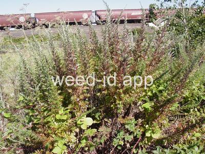 mugwort