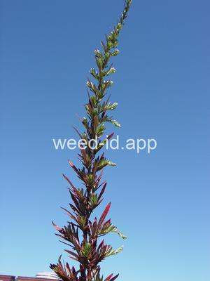 mugwort