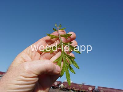 mugwort