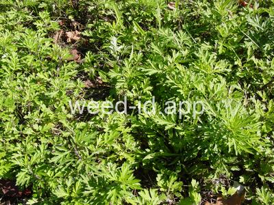 mugwort