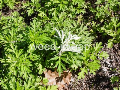 mugwort