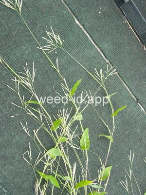 Arthraxon hispidum