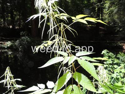 Aruncus sylvester
