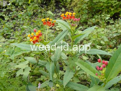 Asclepias curassavica