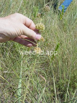 Asclepias engelmanniana