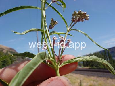 milkweed, Mexican whorled