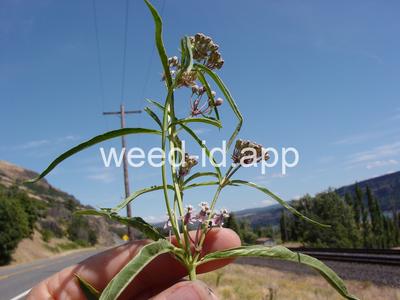 milkweed, Mexican whorled