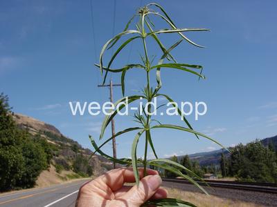 milkweed, Mexican whorled