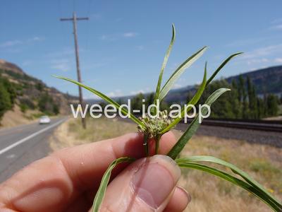 milkweed, Mexican whorled