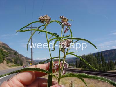 milkweed, Mexican whorled