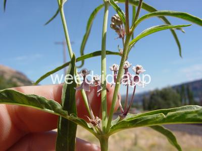 milkweed, Mexican whorled