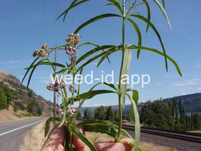 milkweed, Mexican whorled