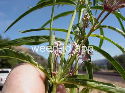 milkweed, Mexican whorled