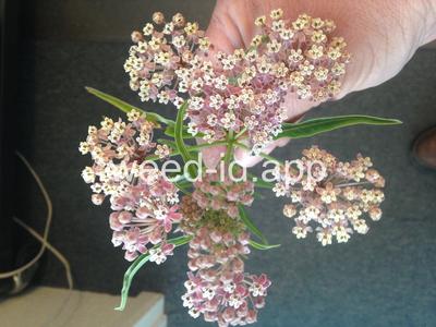 milkweed, Mexican whorled