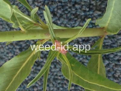 milkweed, Mexican whorled
