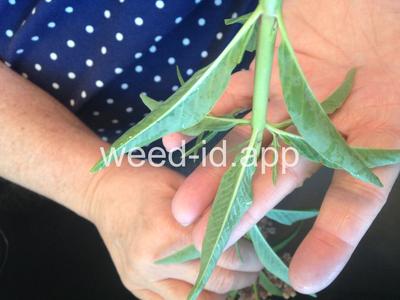 milkweed, Mexican whorled