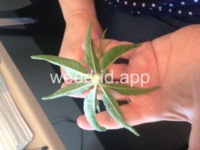 milkweed, Mexican whorled