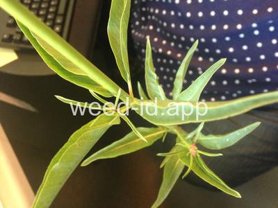 milkweed, Mexican whorled