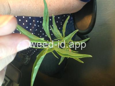 milkweed, Mexican whorled