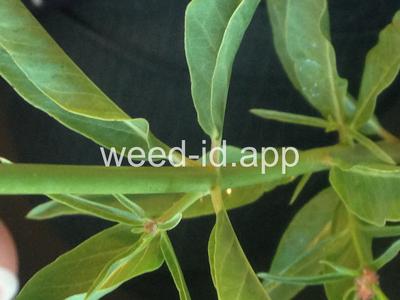 milkweed, Mexican whorled