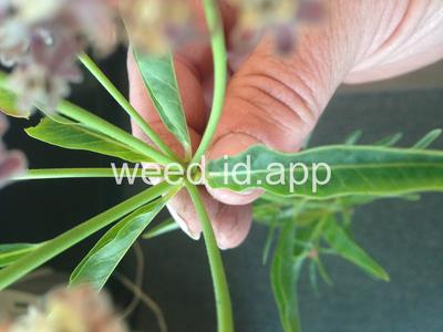 milkweed, Mexican whorled