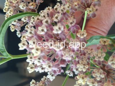 milkweed, Mexican whorled