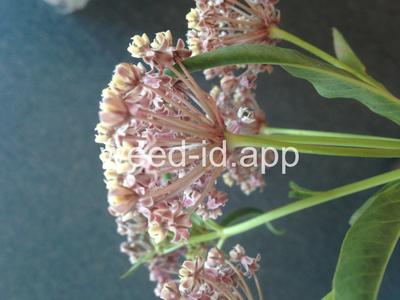 milkweed, Mexican whorled
