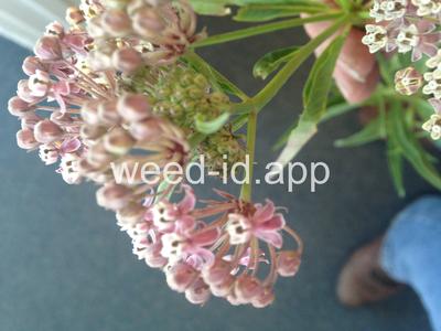 milkweed, Mexican whorled