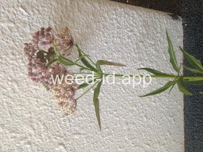 milkweed, Mexican whorled