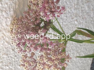 milkweed, Mexican whorled