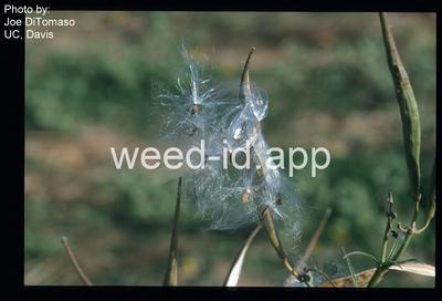 milkweed, Mexican whorled