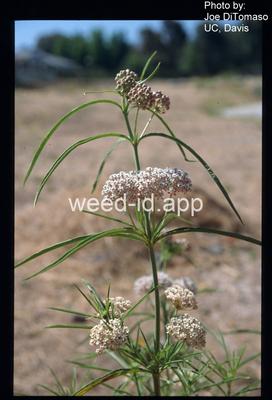 milkweed, Mexican whorled