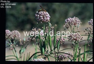 milkweed, Mexican whorled
