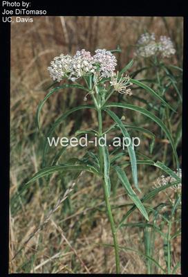 milkweed, Mexican whorled